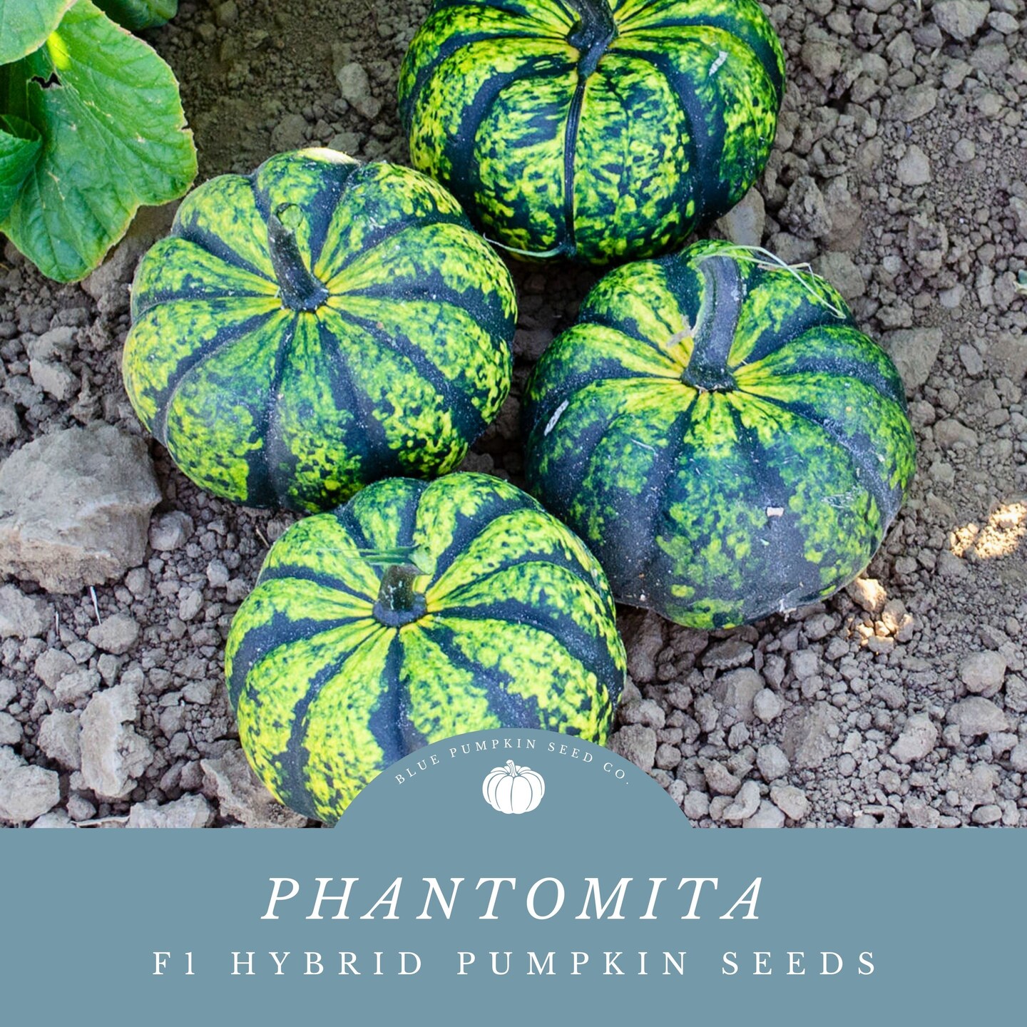 Pumpkinsさん専用 Phantomita F1 Pumpkin seeds: Grow Glowing Bright Green and