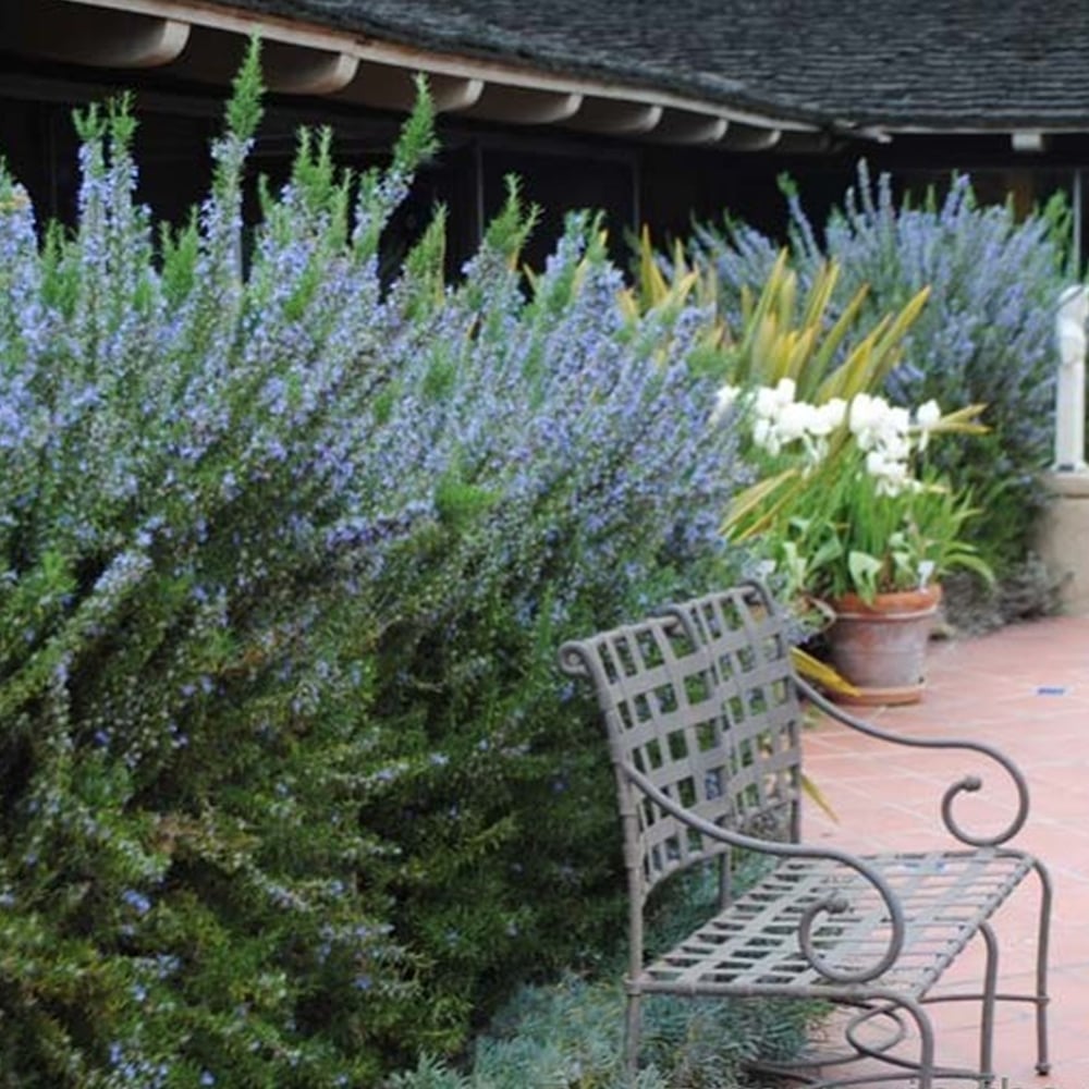 Organic Rosemary 'Tuscan Blue' -Live Starter Plant