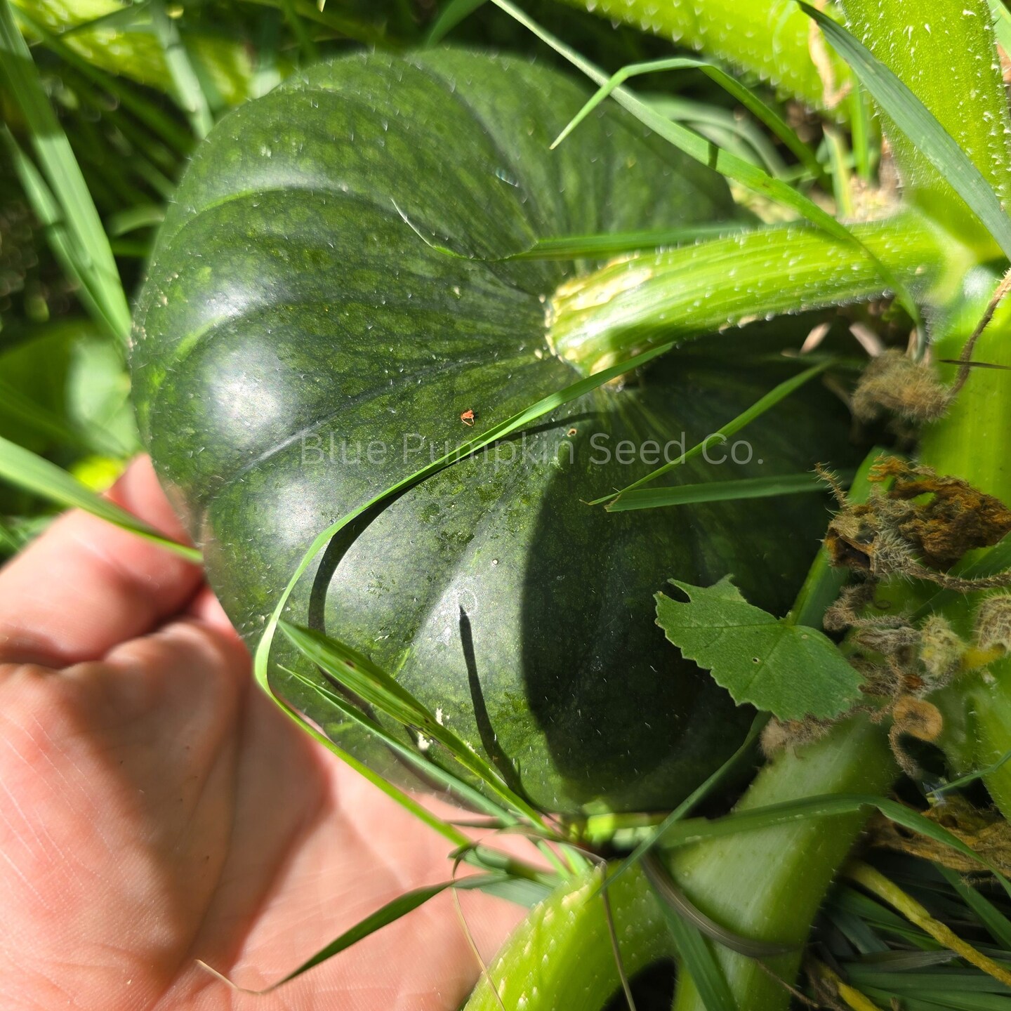 Sake F1 Kabocha seeds: Grow miniature disease resistant sweet mini
