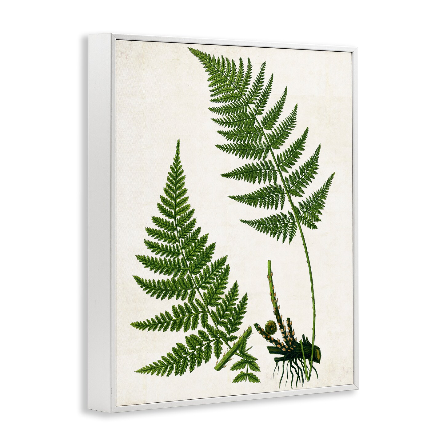Stupell Industries Two Ferns Nature Study Framed Giclee Wall Art Design by Susan Arnot