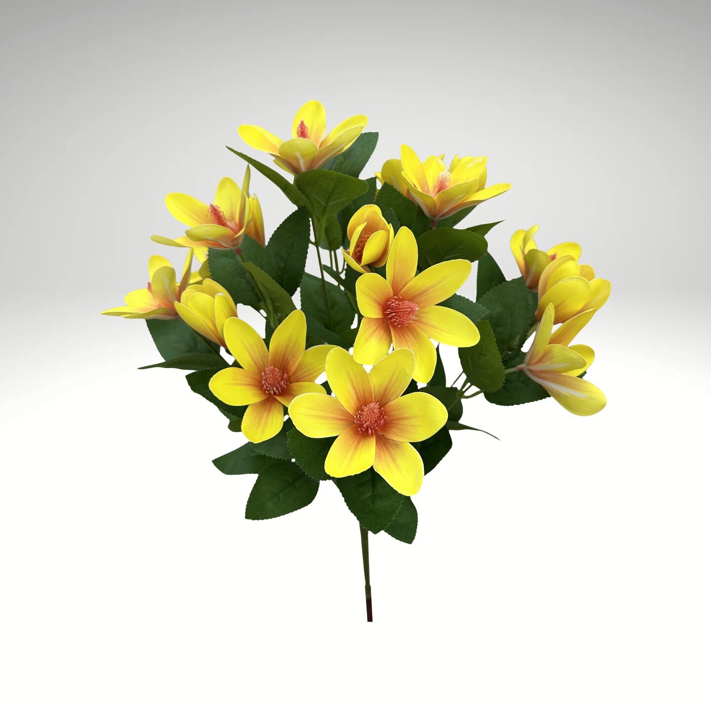 20" Japanese Magnolia Bush x7 | Yellow Magnolia Floral Bush-64010YW