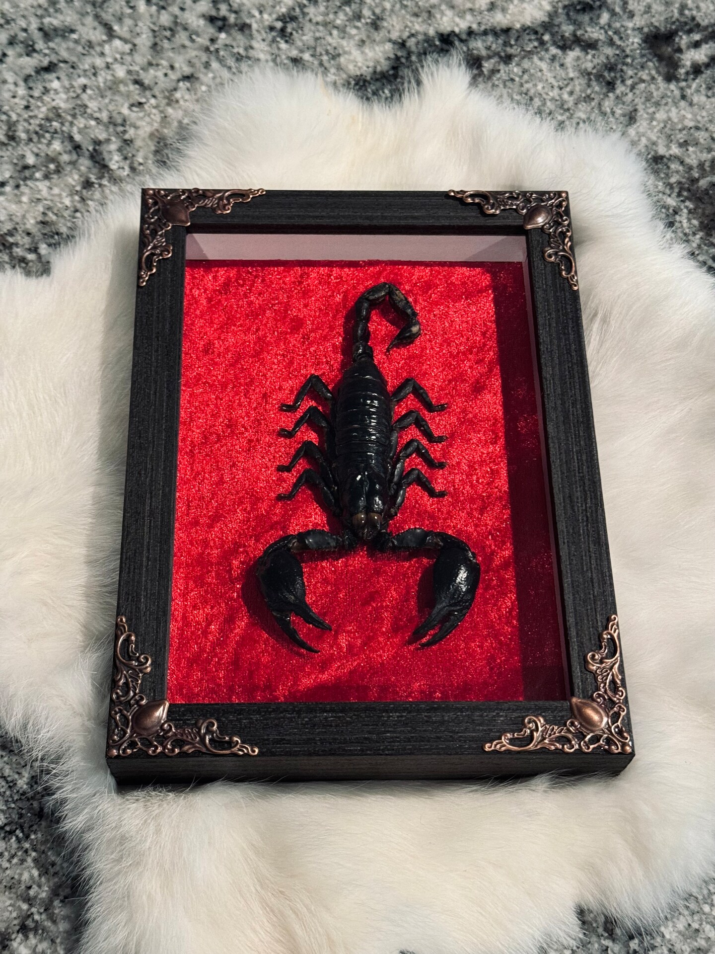 Scorpion shadow box frame | MakerPlace by Michaels