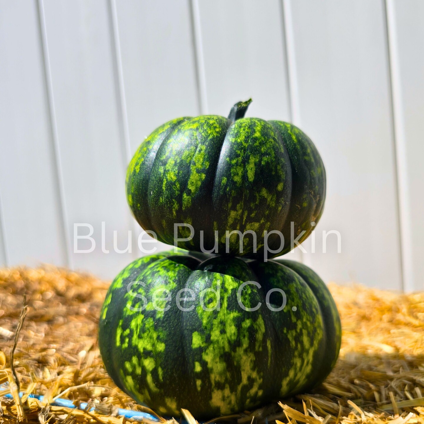 Pumpkinsさん専用 Phantomita F1 Pumpkin seeds: Grow Glowing Bright Green and