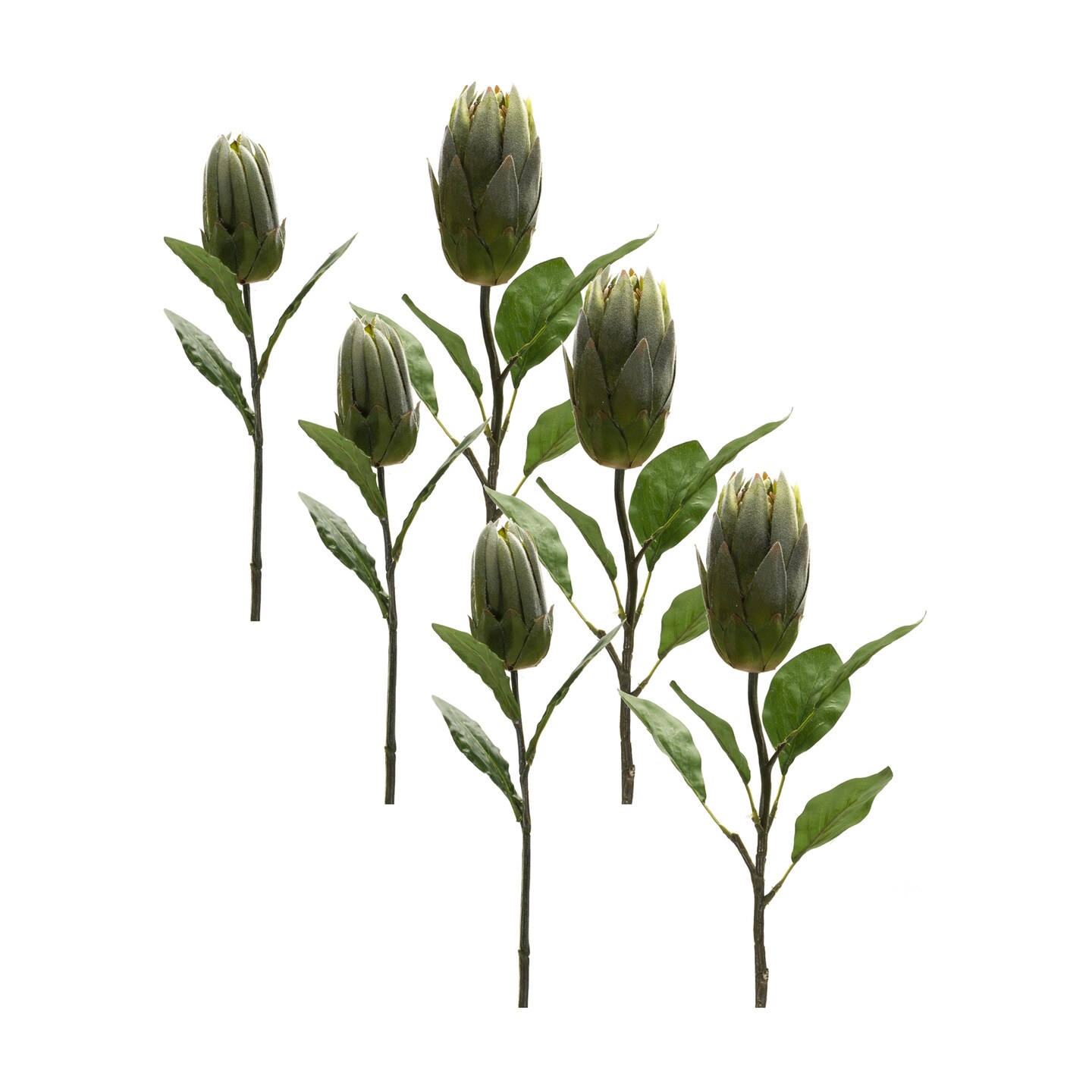 Protea Stem (Set of 6)