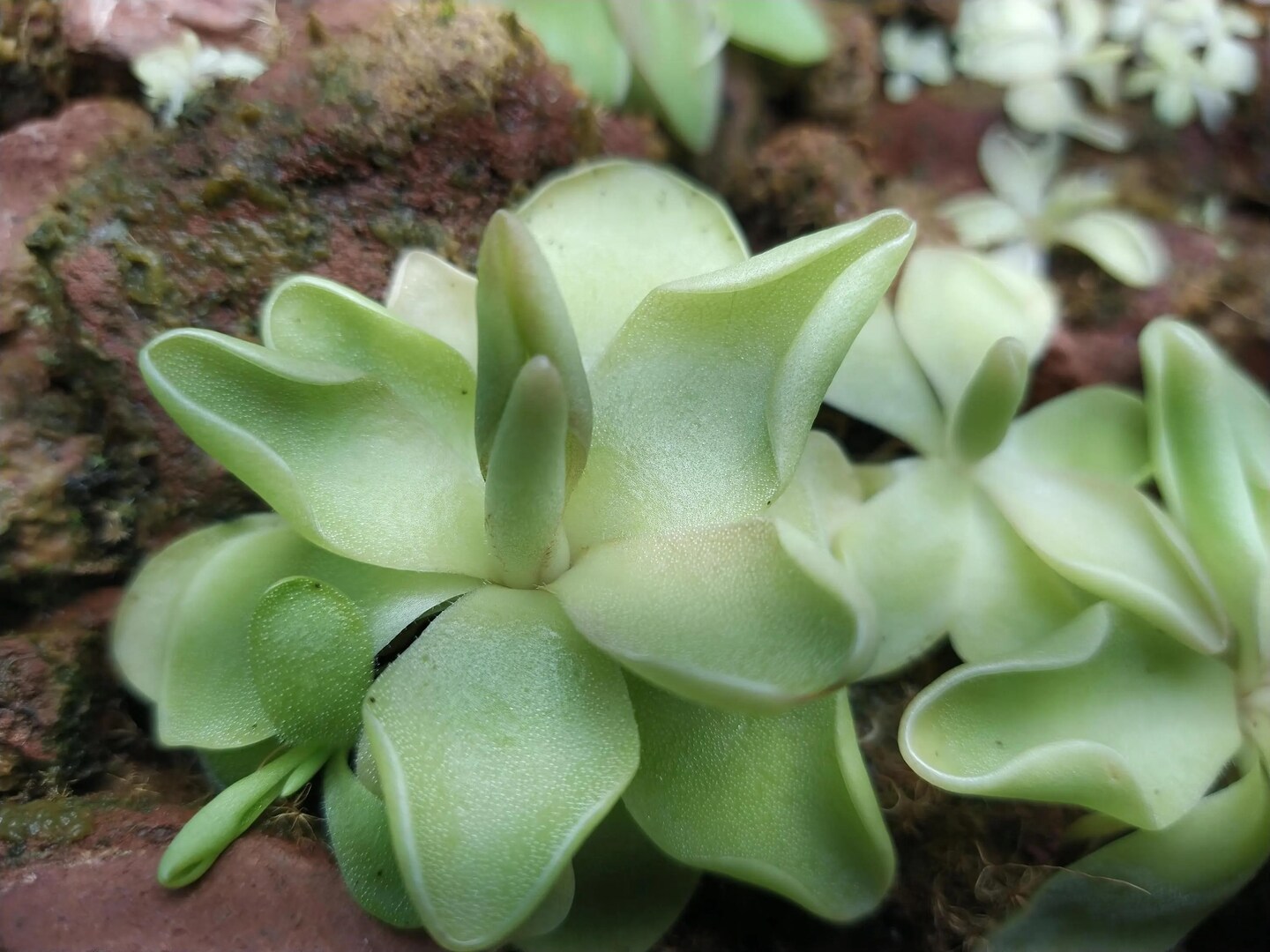 Pinguicula x "Pirouette" butterwort hybrid - Rare Live Carnivorous Plant |  MakerPlace by Michaels