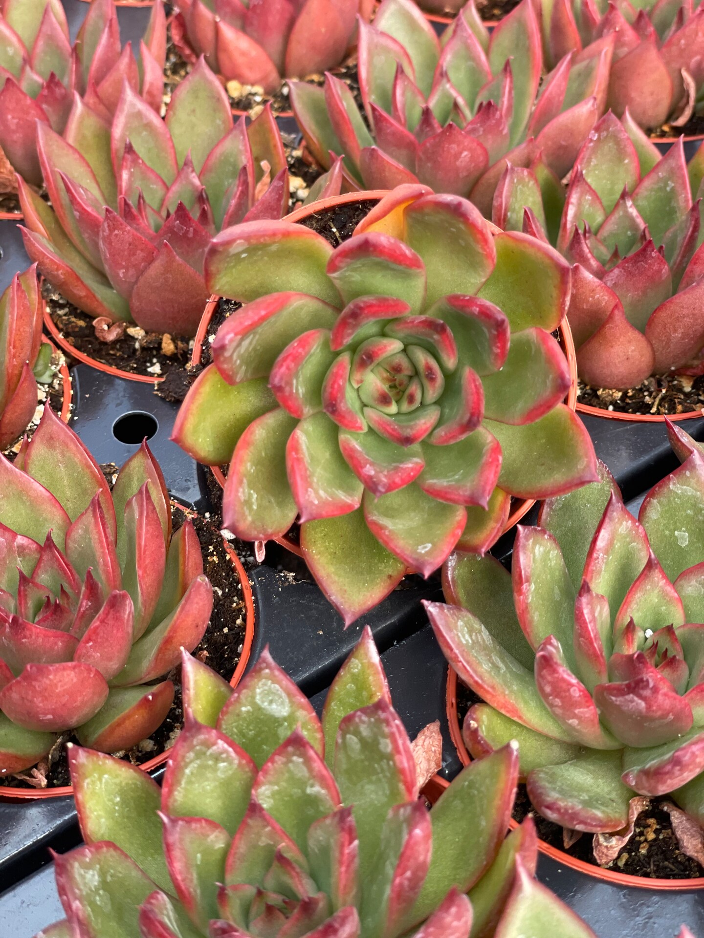 Echeveria Red Edge | MakerPlace by Michaels