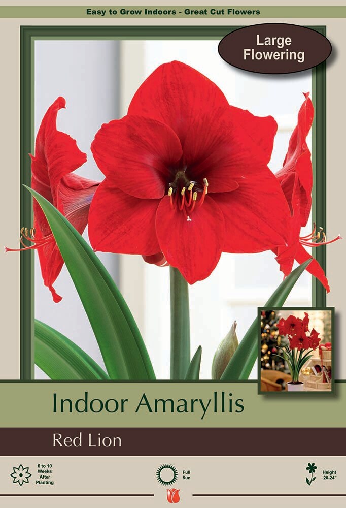 Red Lion Giant Dutch Amaryllis Bulb - 34/+cm Bulb