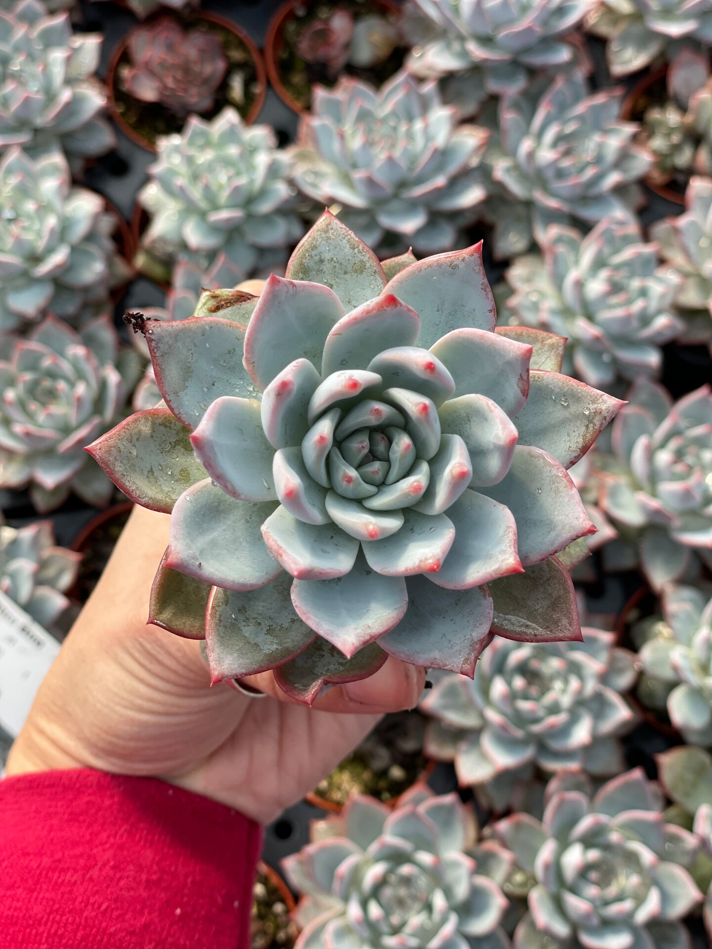 easiest carpet plant for aquarium Small Leaf Aquarium Plant Seeds main image 0