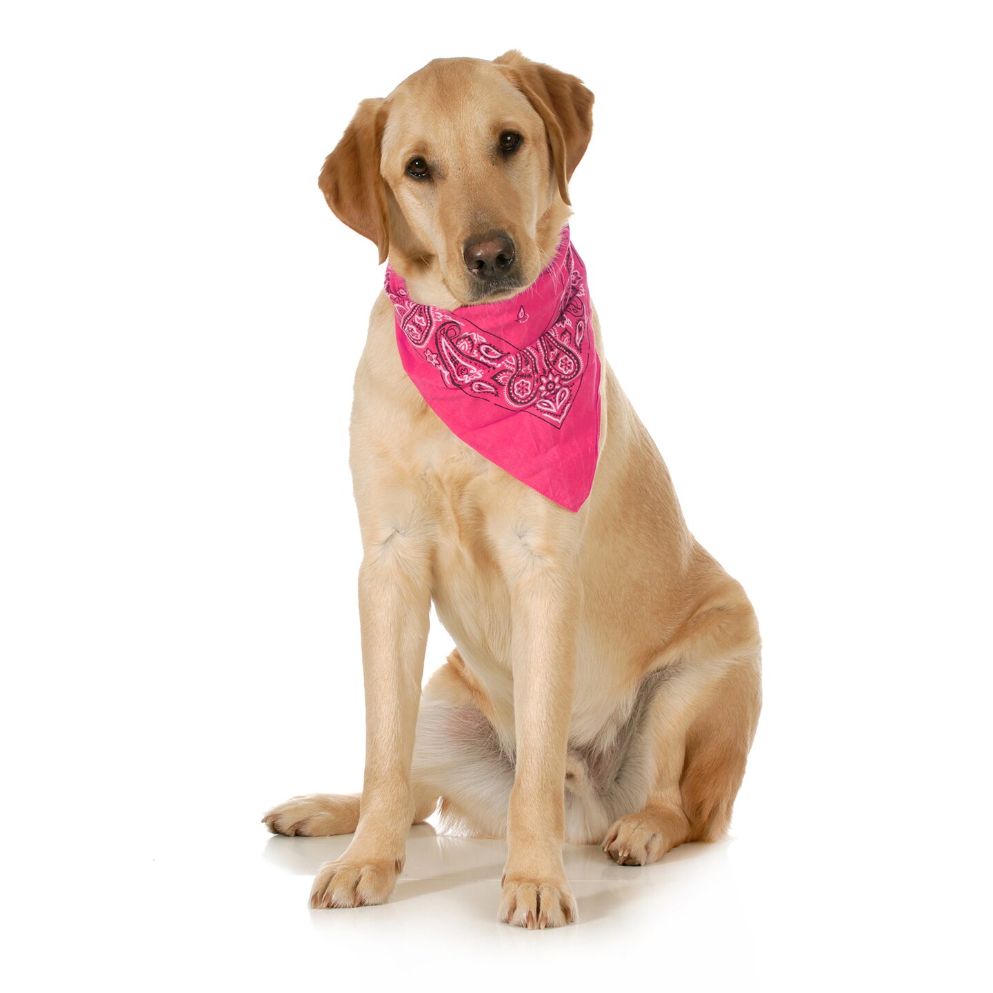 5-Pack Paisley Cotton Dog Scarf Triangle Bibs  - XL and Washable