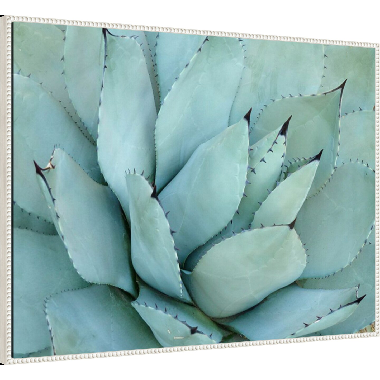 Agave Detail IV by Brittany Evans Framed Canvas Wall Art
