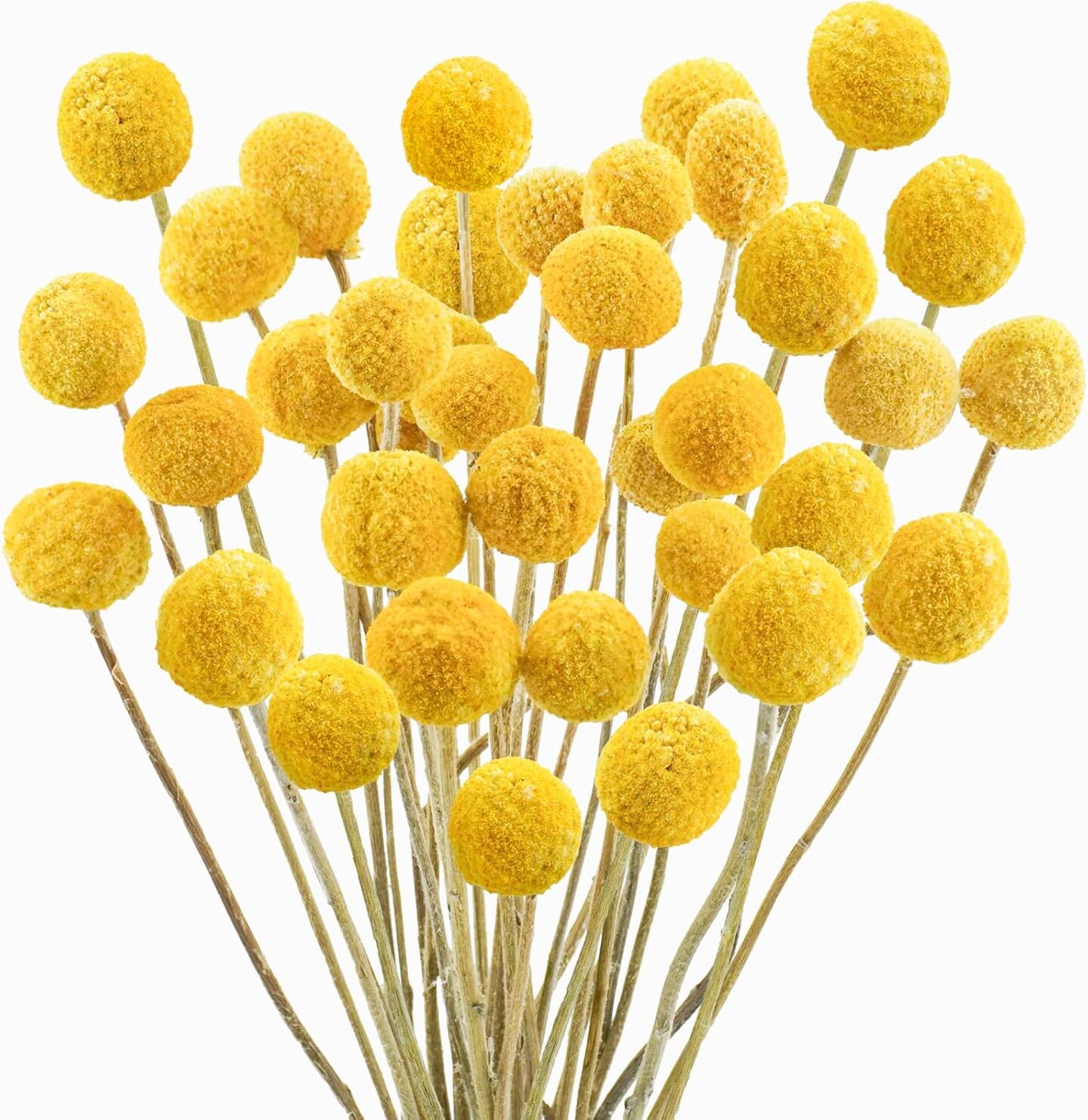 120pcs Dried Yellow Summer Billy Balls Flowers for Floral Arrangements, Wedding Decor, Tall Vase Filler, Indoor Use