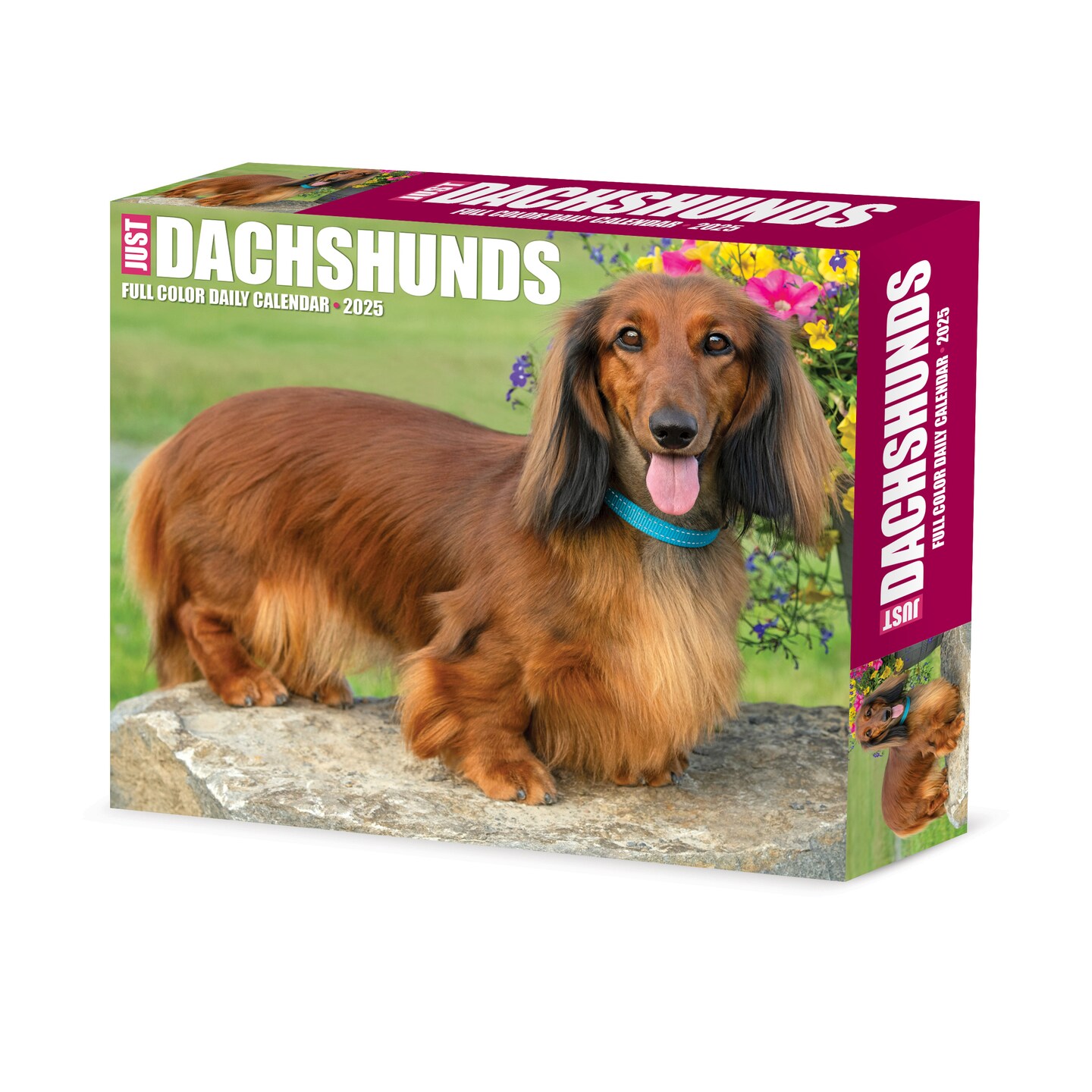 Just Dachshunds 2025 Box Calendar - Dog Breed Daily Desktop