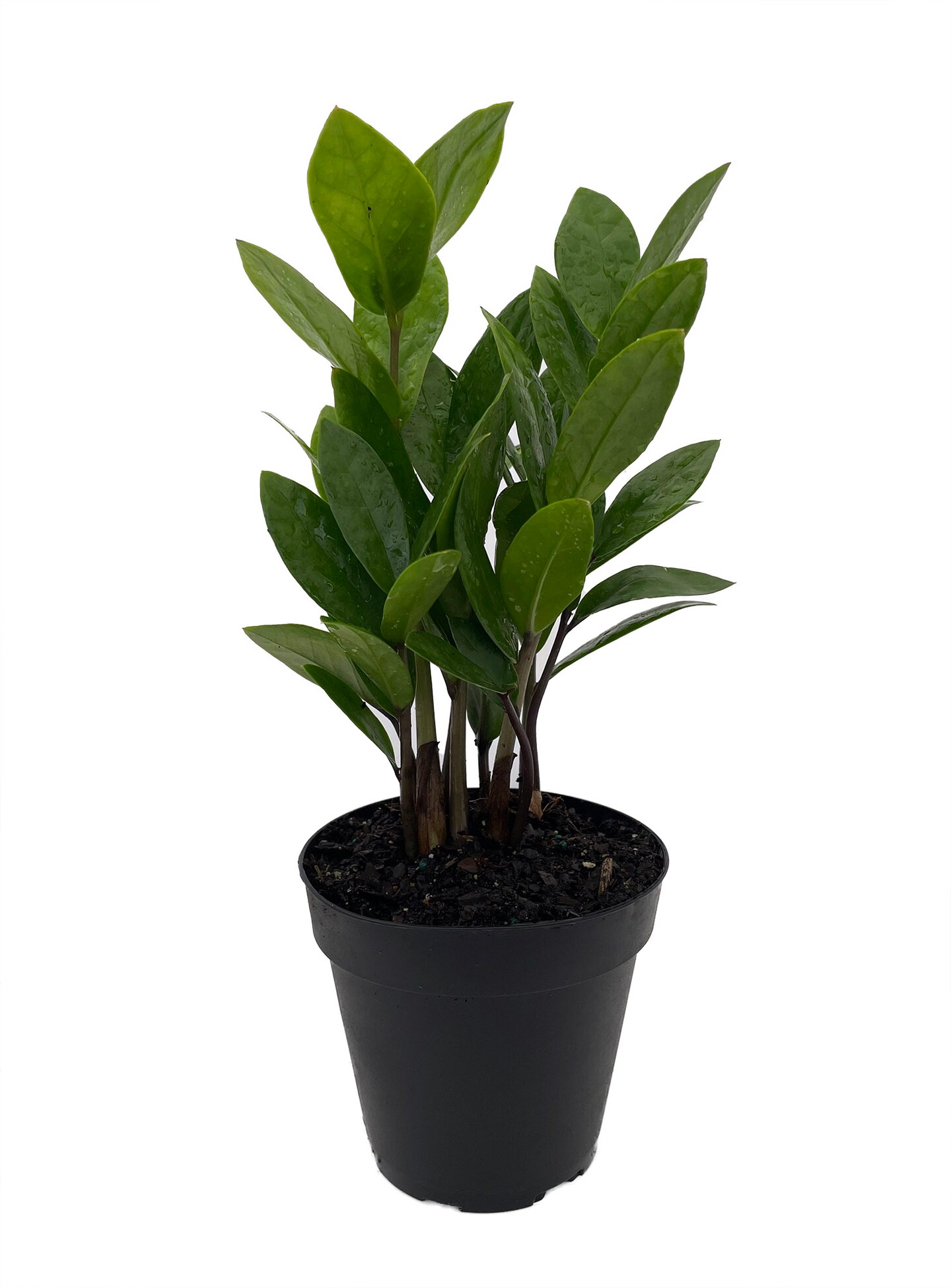 Rare ZZ Plant - Zamioculcas zamiifolia - 4&#x22; Pot - Best House Plant in the World