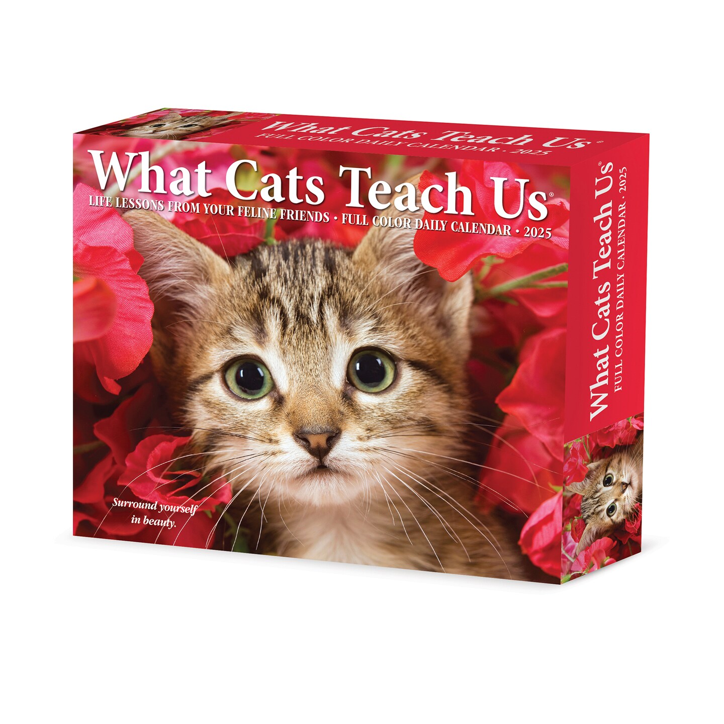 What Cats Teach Us 2025 Box Calendar, Daily Desktop