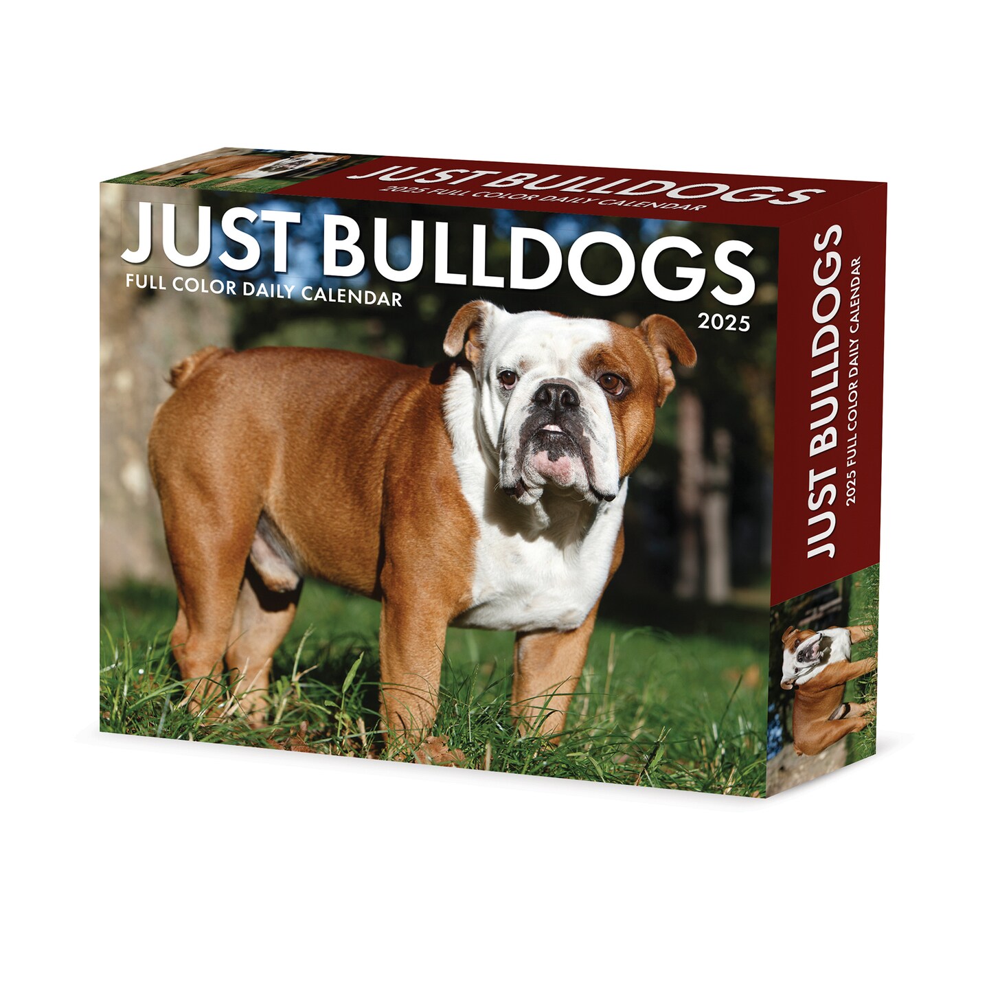 Just Bulldogs 2025 Box Calendar - Dog Breed Daily Desktop