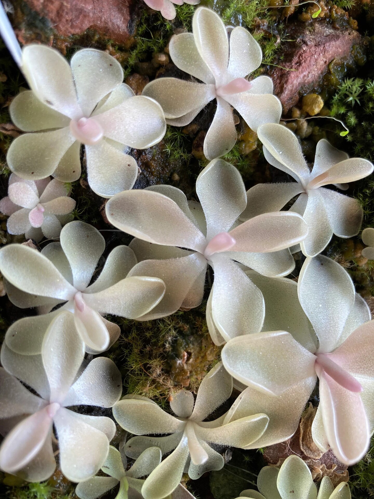 plants mini Surprise Cactus & Succulent Variety Pack main image 1