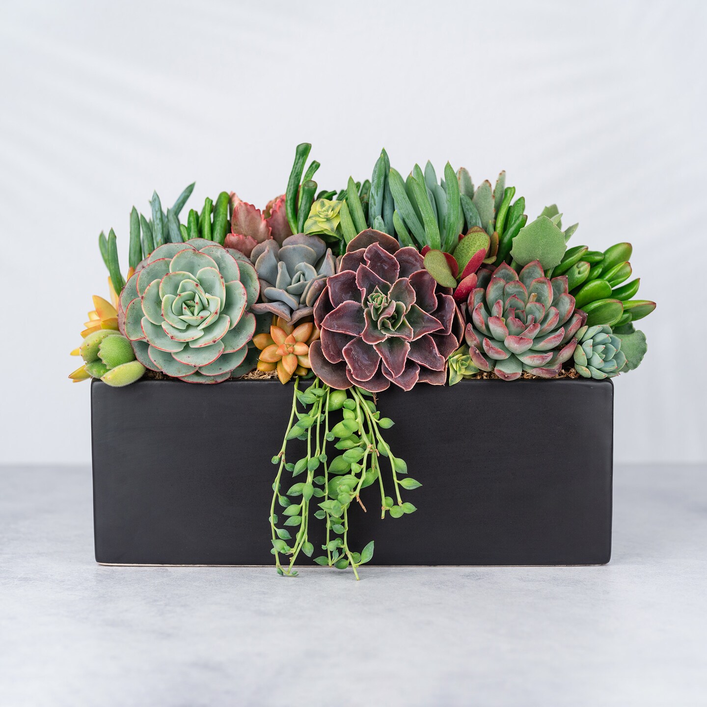 Black Rectangle Succulent Planter Arrangement | MakerPlace by Michaels