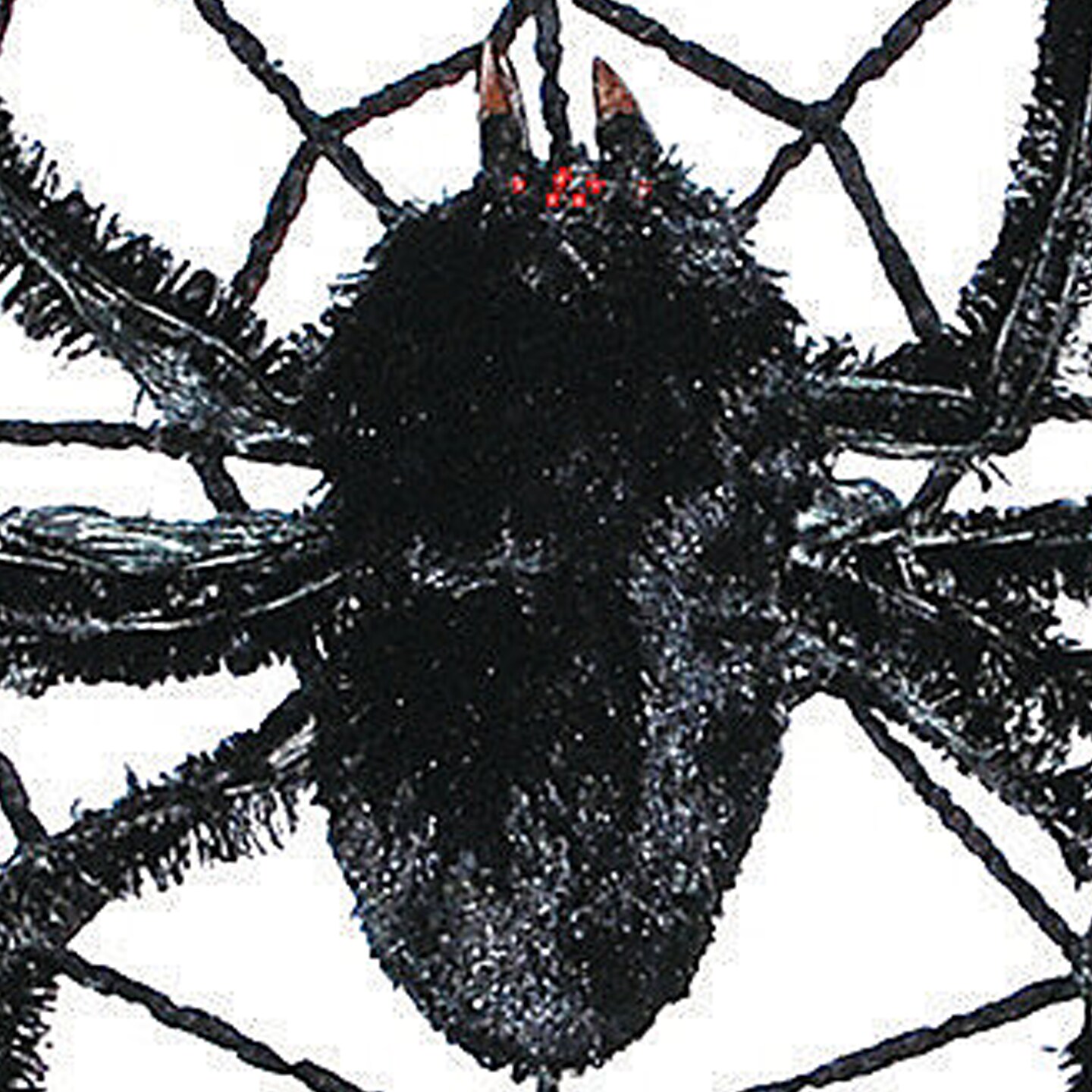 Spider Web With Spider