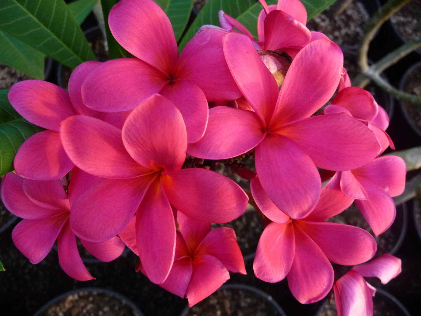 Princesa Maya Plumeria - Frangipani - 12-16&#x22; Cutting