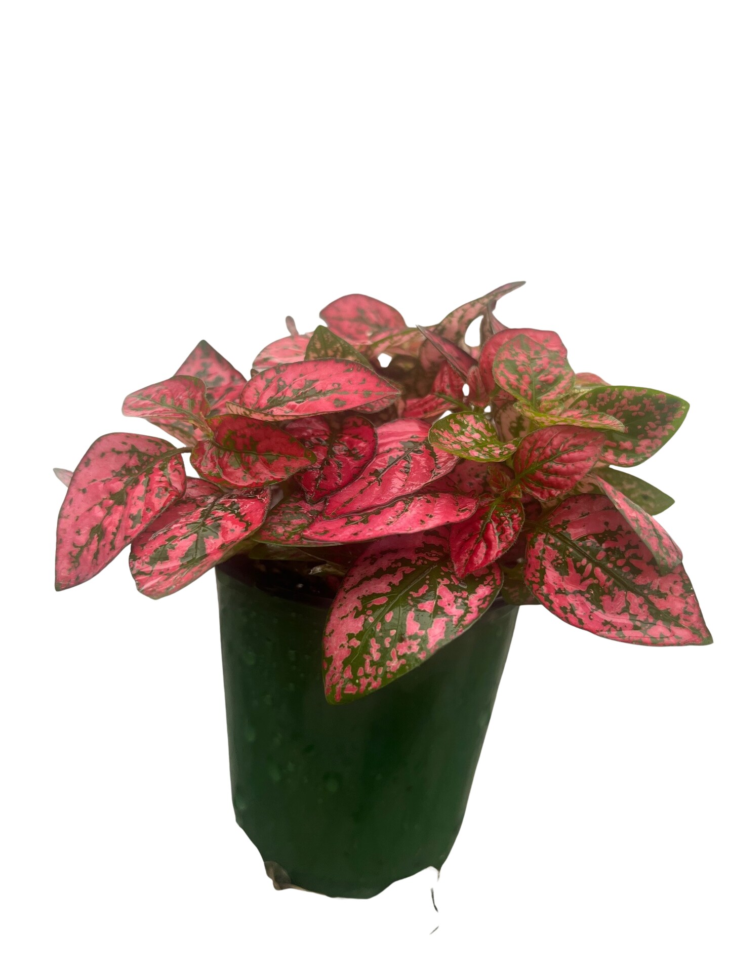Red Splash Polka Dot Plant - Hypoestes - 3.5" Pot - Colorful House Plant