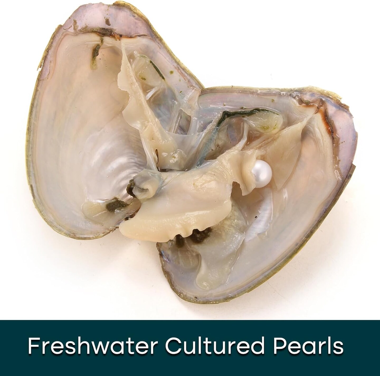 30PC Freshwater Pearl Love Wish Pearl Oyster with Round Pearl Inside Meaningful Color Cultured Oyster Pearls Beads for Jewelry Making Crafts Gifts(5.5-7.5mm, 30 PCS/Lot)