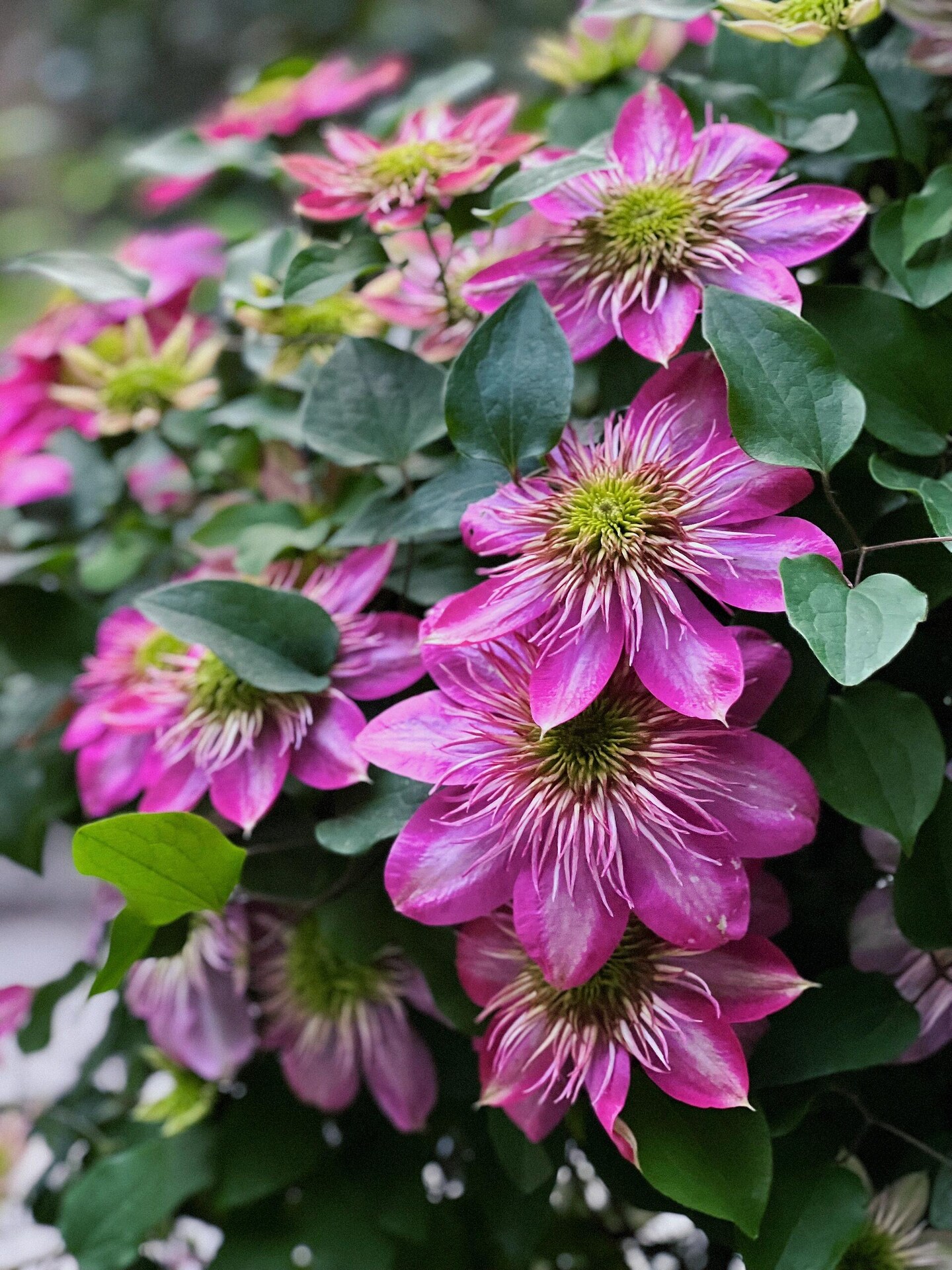 Japanese Clematis 'Kaiser' -12P Live Plant| Dahlia Like| Color