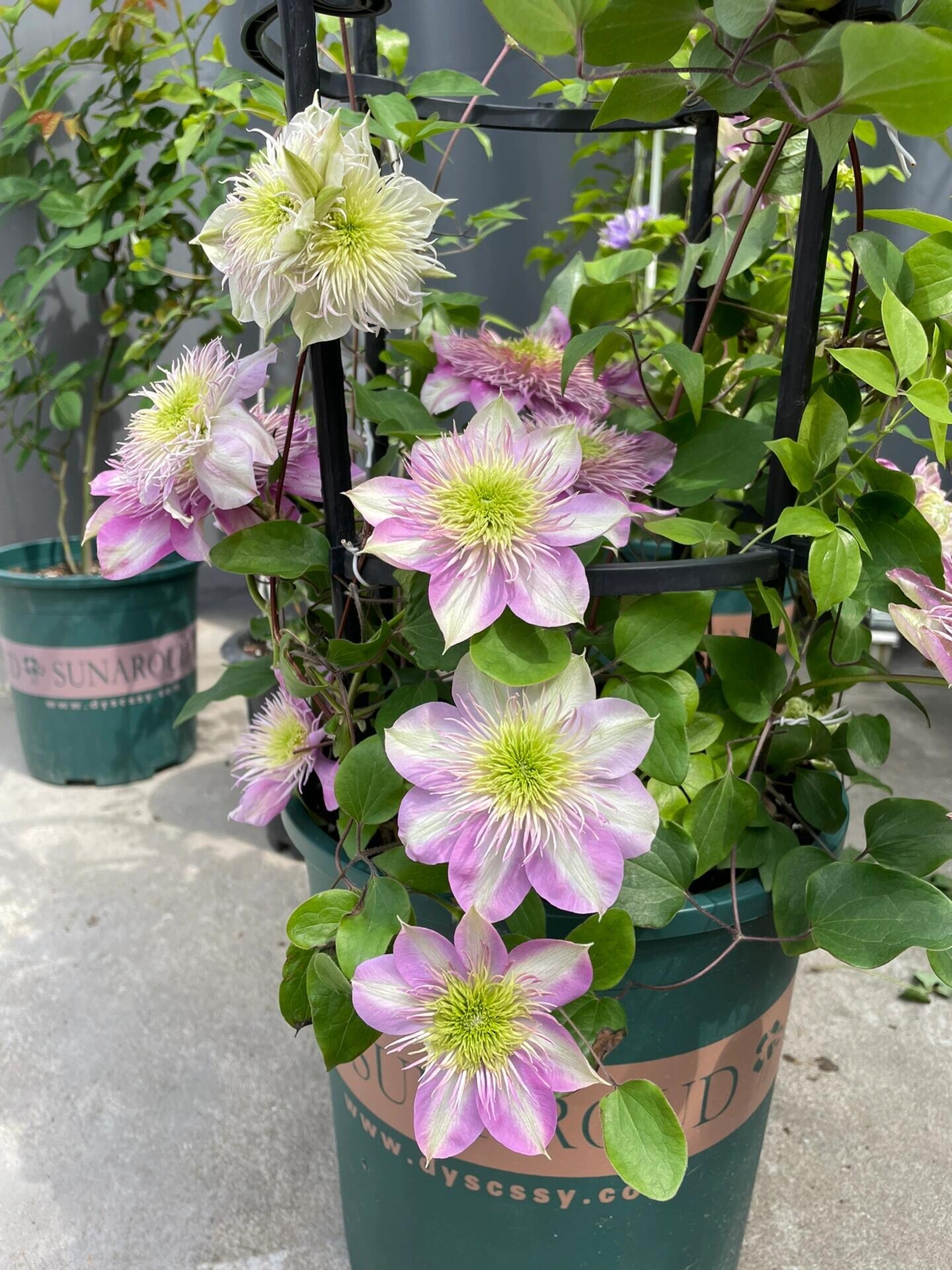 Japanese Clematis 'Kaiser' -12P Live Plant| Dahlia Like| Color