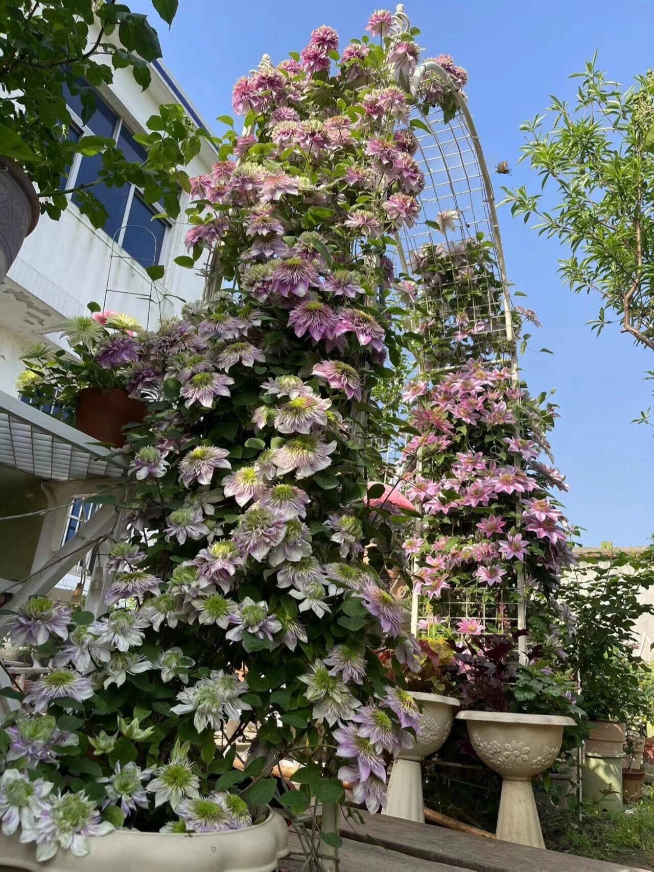 Japanese Clematis 'Kaiser' -12P Live Plant| Dahlia Like| Color