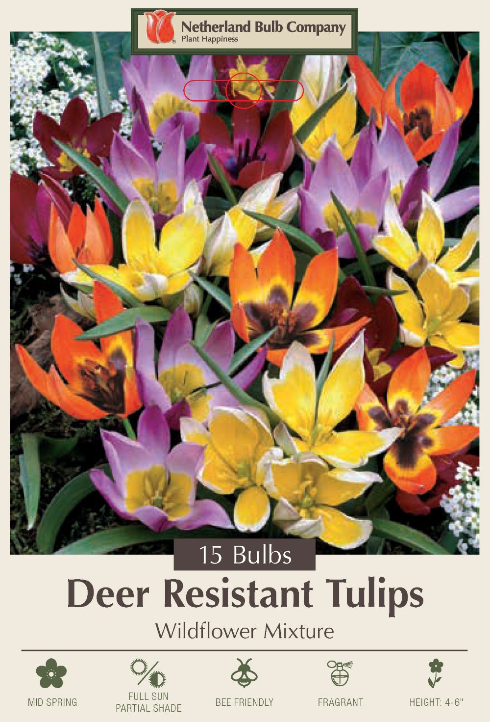 Wildflower Tulip Mixture - Very Hardy - 15 Bulbs - 6/+ cm Bulbs