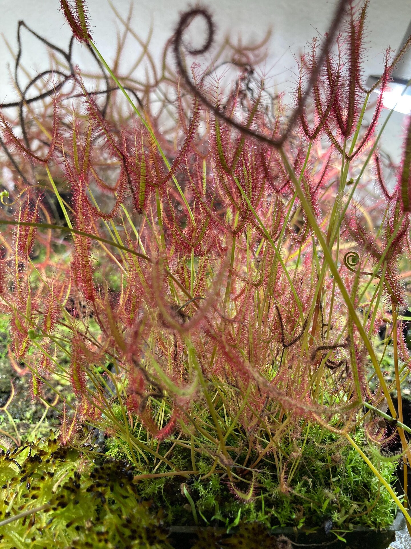 Drosera binata var. binata Potted Live Rare Carnivorous Plant