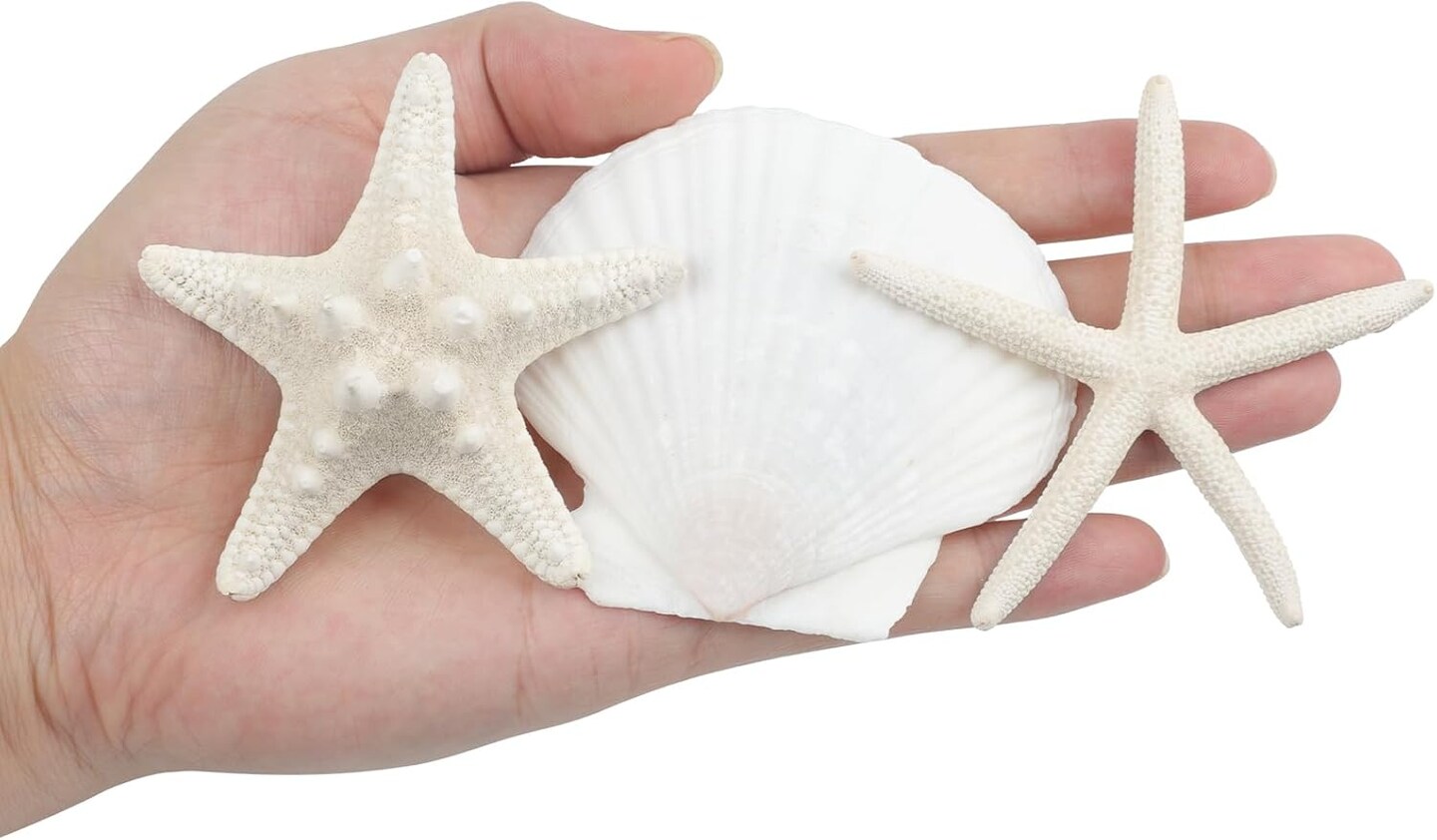 15 PCS Starfish and Scallop Shells, 2&#x22;-4&#x22; Natural Seashells White Seashells Large Seashells for Crafts Wedding Decor Beach Theme Party, Fish Tank and Vase Filler