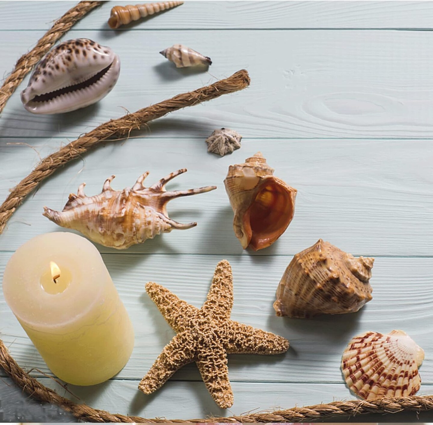 Sea Shells Mixed Beach Seashells 20 Kinds, 1.5"-5.5" Various Sizes Large Ocean Shells Conch 2 Kinds Natural Starfish for Decorating Beach Theme Party Fish Tank Filling Home Decor Wedding