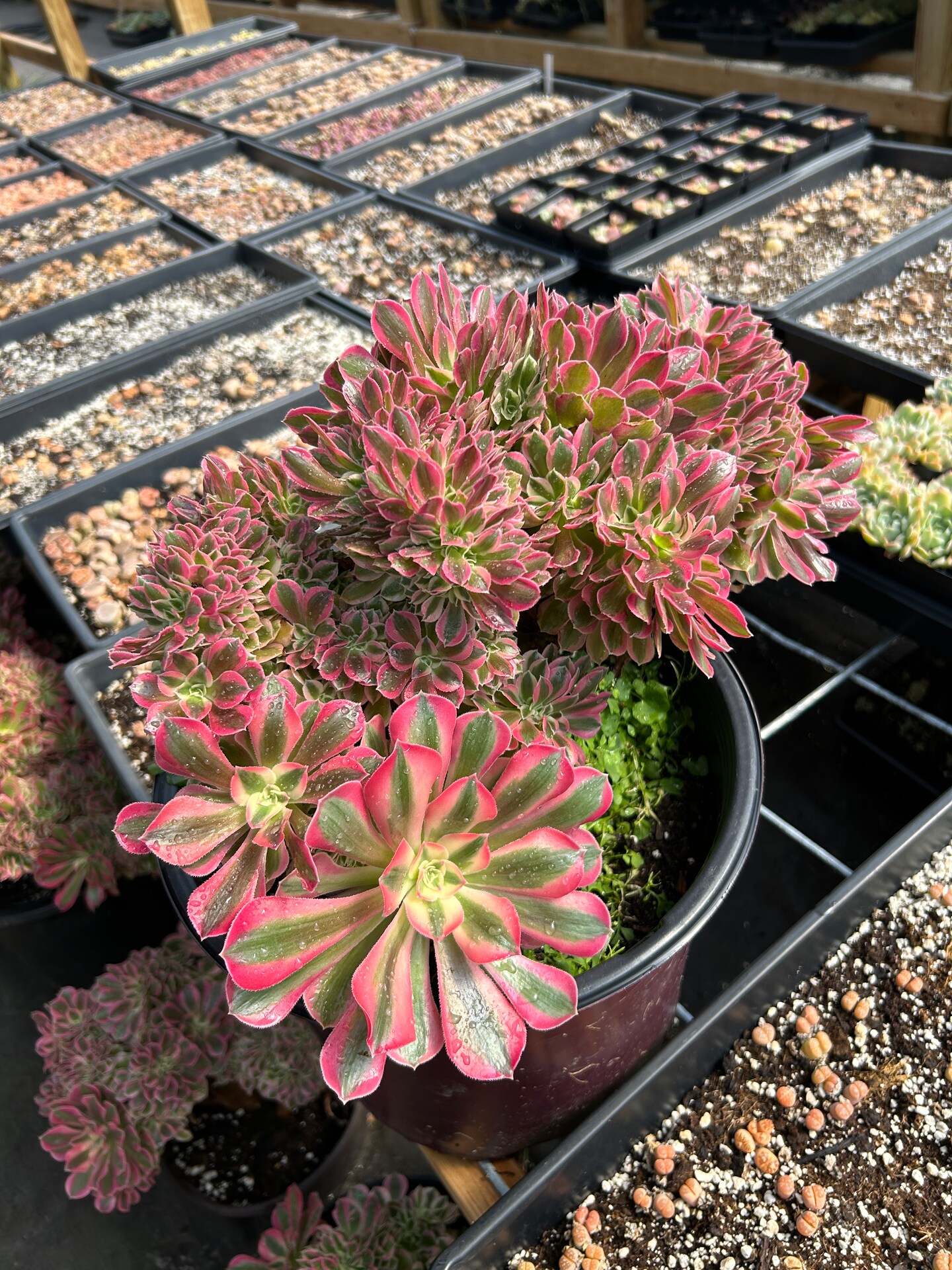 Live plant succulent newest Aeonium 'rose’ crested