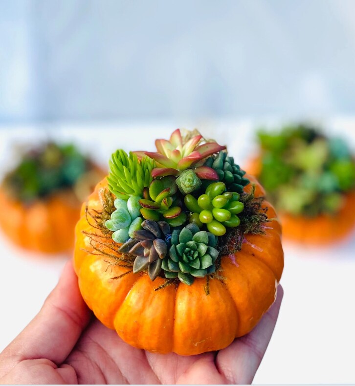 Pumpculent Mini Orange Pumpkin Succulent Arrangement