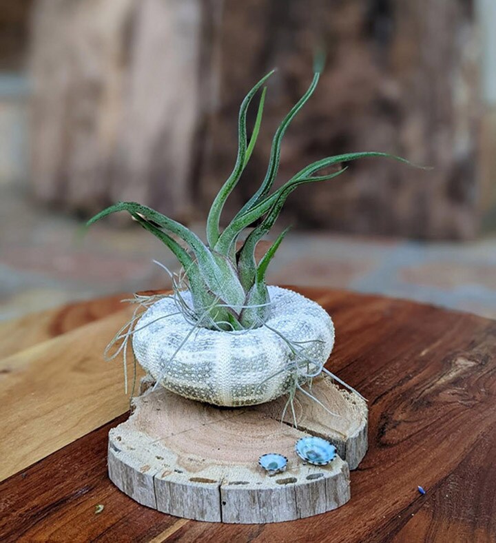 Unique Sea Shell Handmade Air Plant Arrangement | Indoor Plant Gift | Party  Favor | Get Well Gift | Unique Birthday Gift | MakerPlace by Michaels