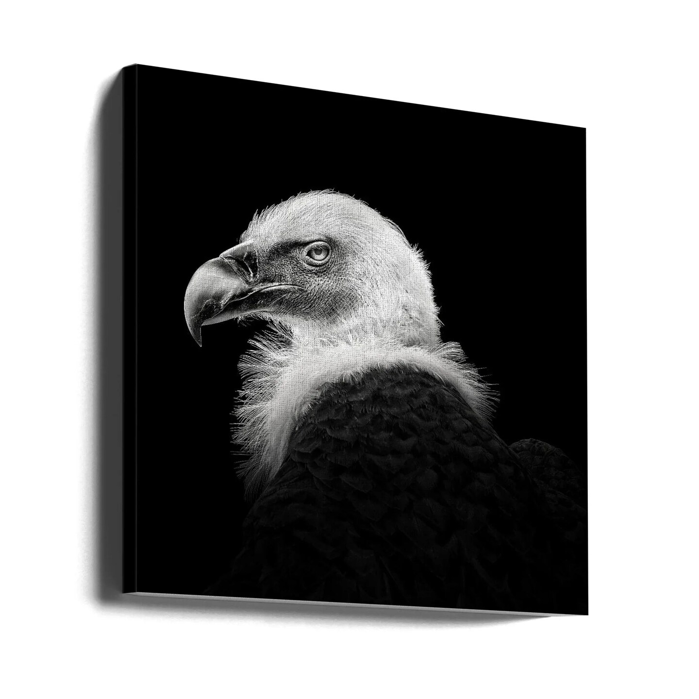 Eurasian Griffon #7 Square 24x24 Canvas - Corporate Office Art