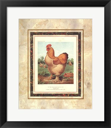 Framed Art Buff. Cochin Cock from Cassell's Poultry Book by J.W. Ludlow 17 x 14