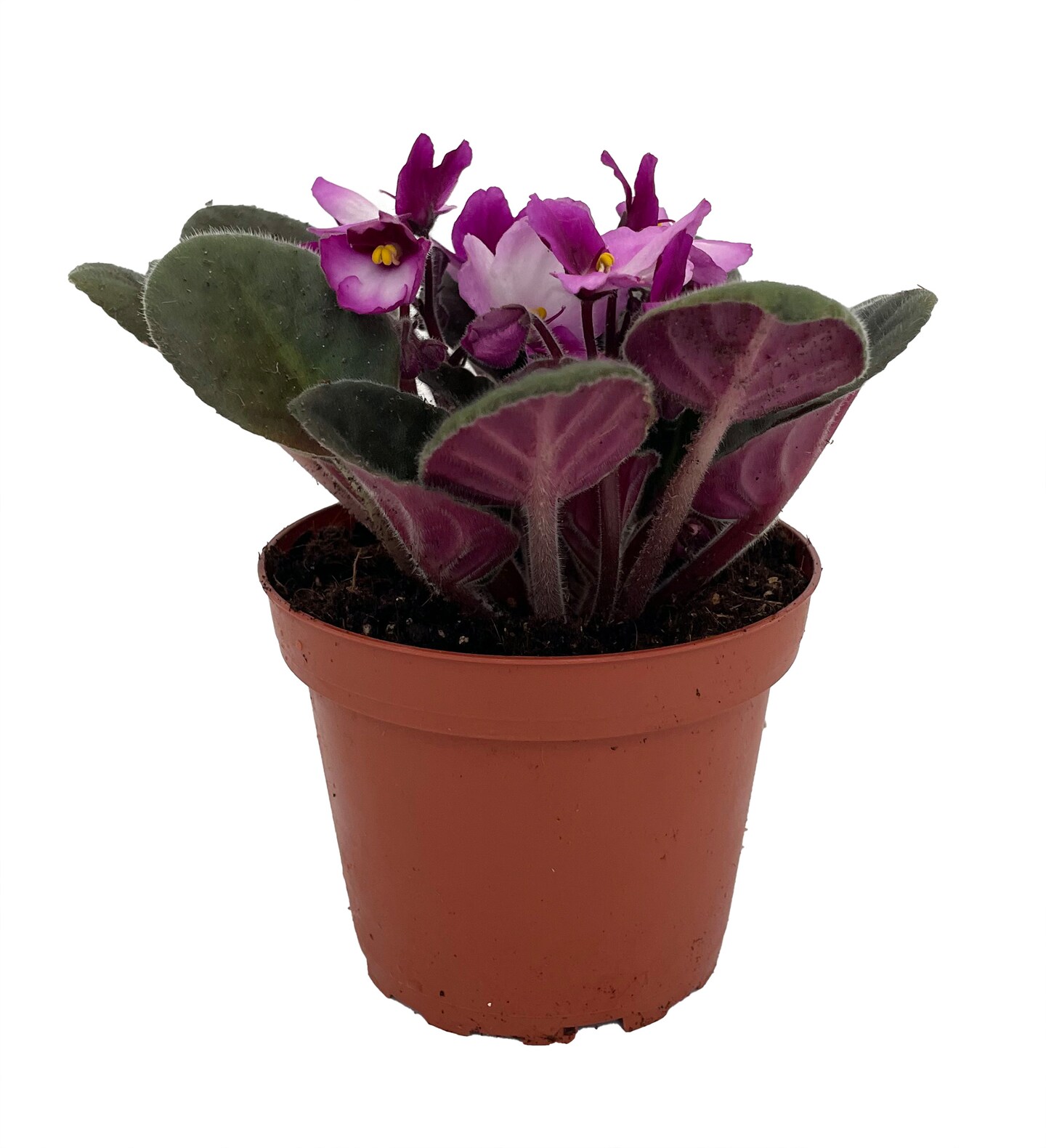 Novelty African Violet - 4" Pot - Best Blooming Plant