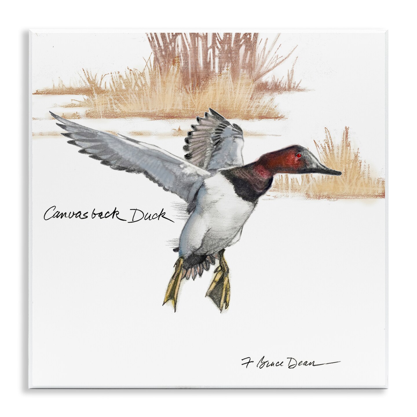 Stupell Industries Canvasback Duck Flying Wall Plaque Art Design by Jadei Graphics