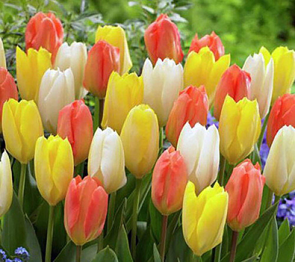 Retro Emperor Tulip Mix 10 Bulbs - 12/+ cm Bulbs