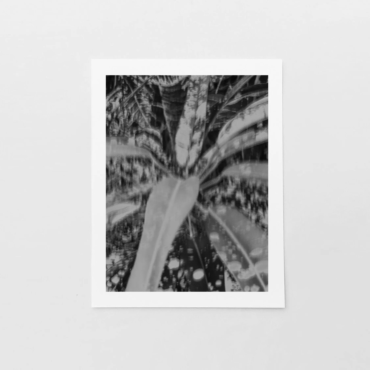 Tropical Foliage Black and White Art