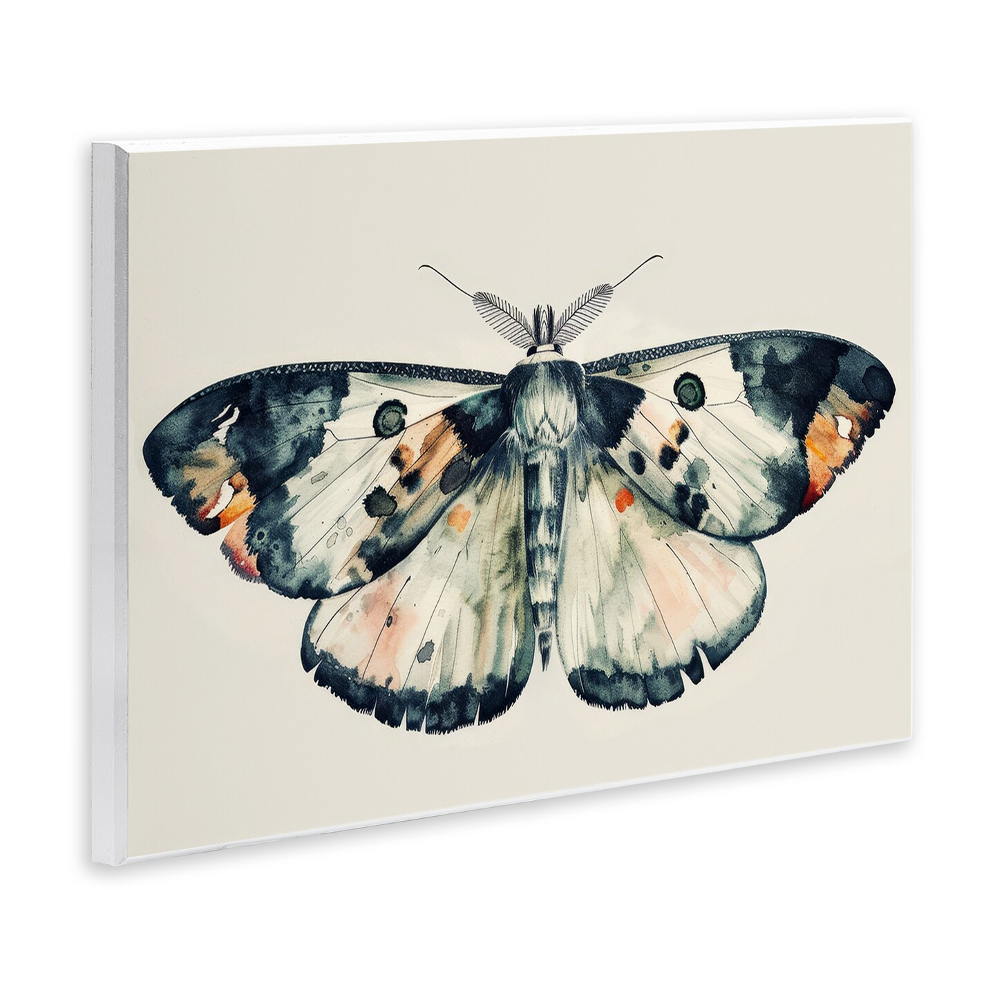 Stupell Industries Watercolor Black Trimmed Moth Wall Plaque Art Design by Petal Prints Design