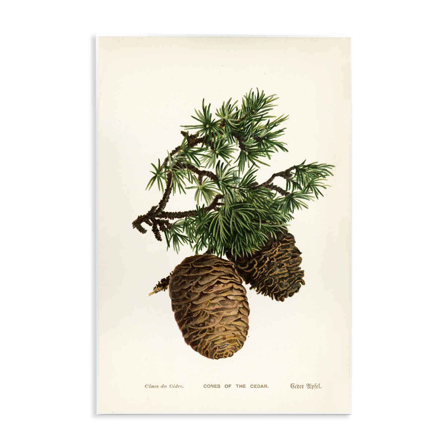 Stupell Industries Cedar Tree Pinecones Wall Plaque Art Design by Tina Higgins Designs, Inc.