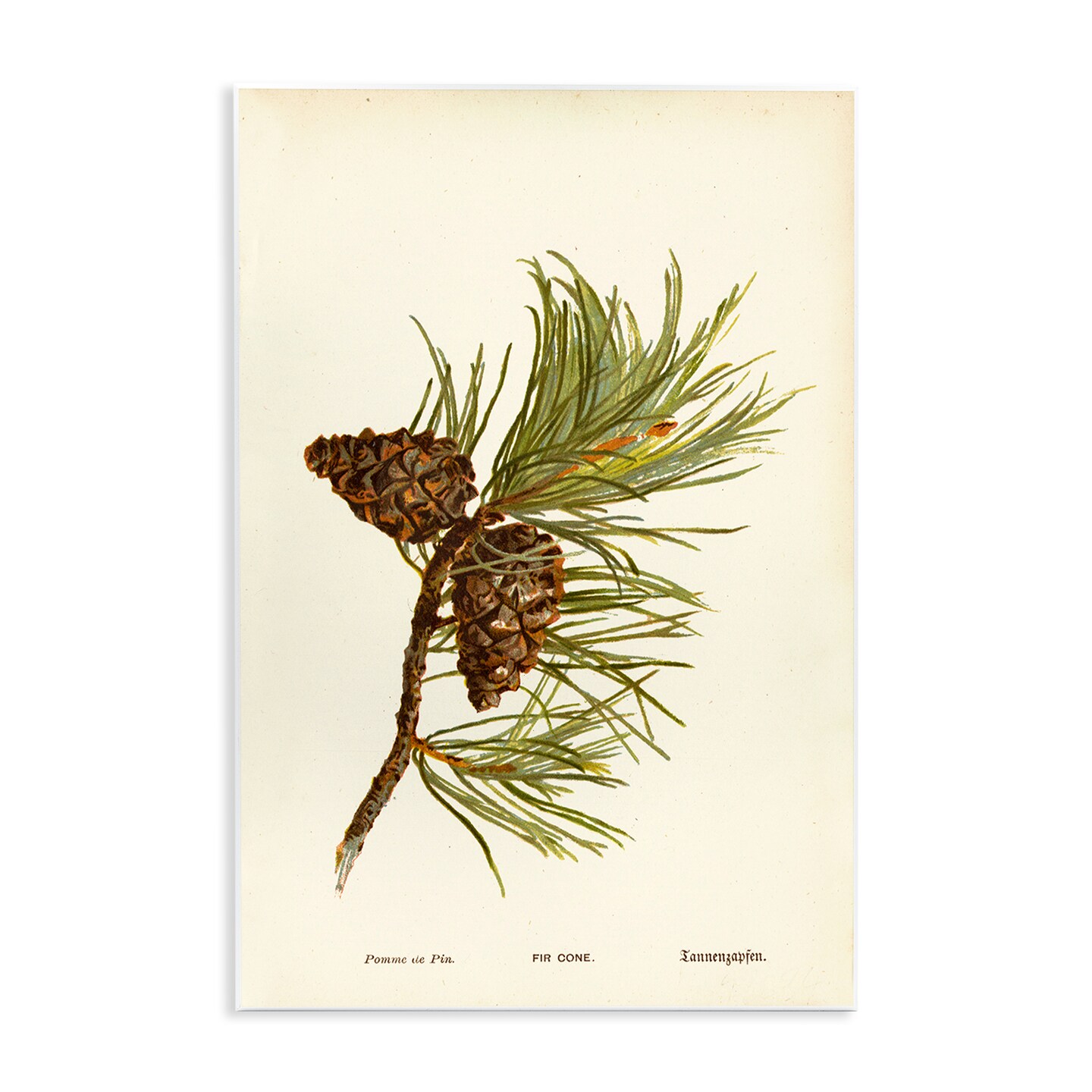 Stupell Industries Fir Tree Cones Wall Plaque Art Design by Tina Higgins Designs, Inc.