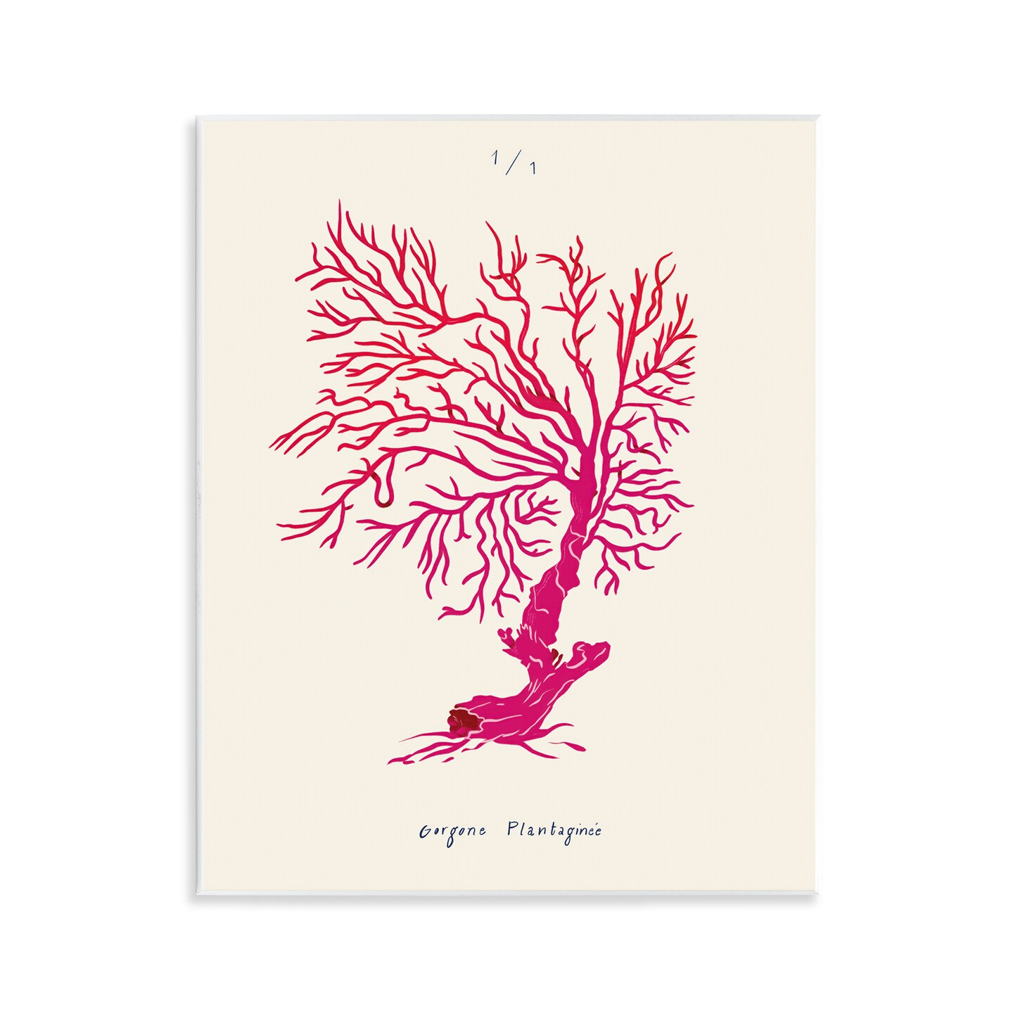 Stupell Industries Sea Fauna Coral Wall Plaque Art Design by Marina Astudillo