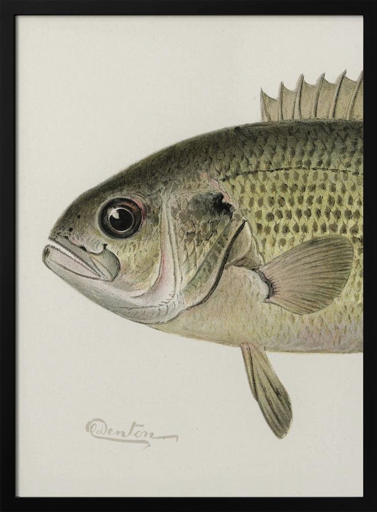 Rock Bass Crop - Sherman F. Denton 24x36 Black Framed Art | Home or Office Art