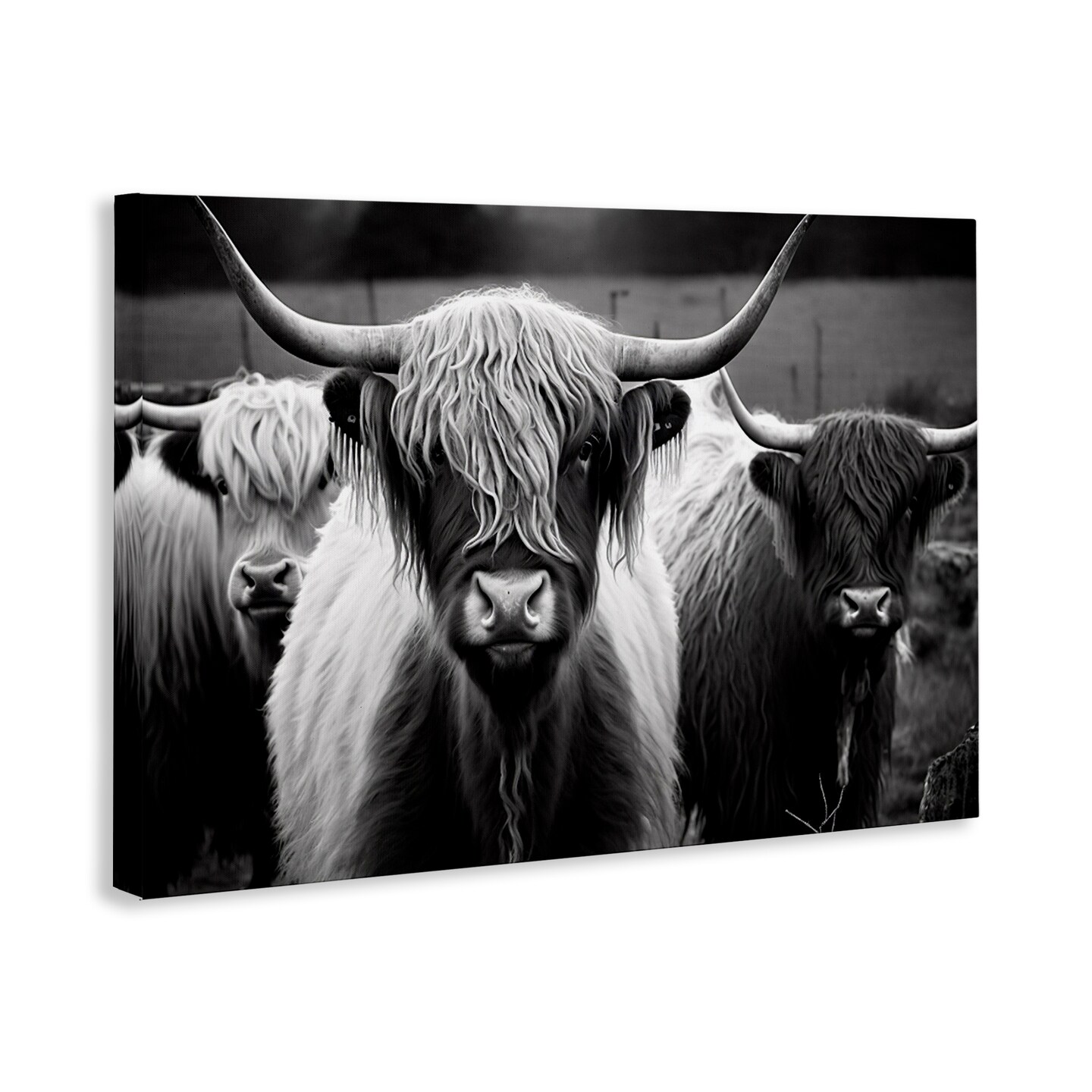 Stupell Industries Black & White Highland Cows Canvas Wall Art Design by Franklyn Gregory