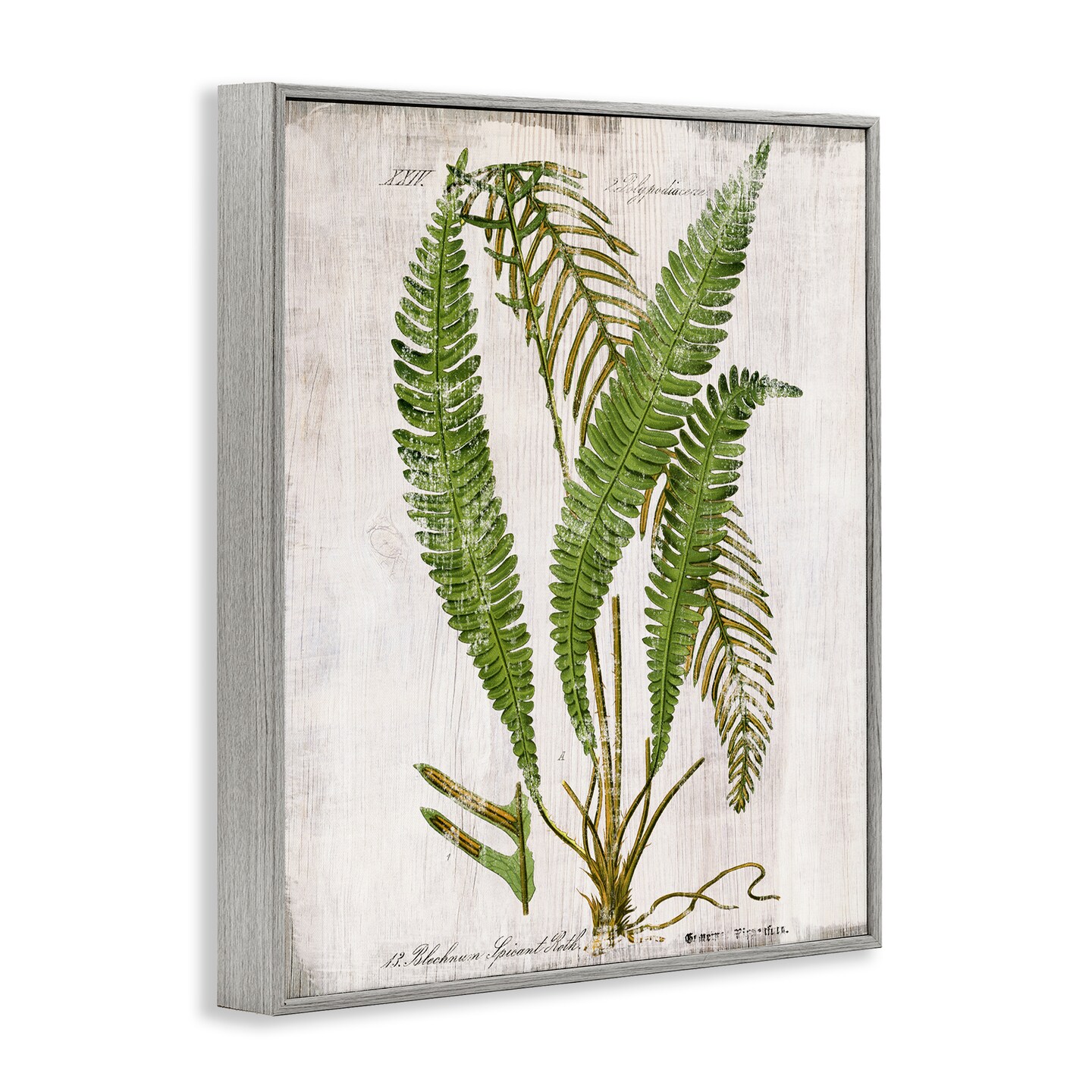 Stupell Industries Thin Fern Leaves Study Framed Giclee Wall Art Design by Susan Arnot
