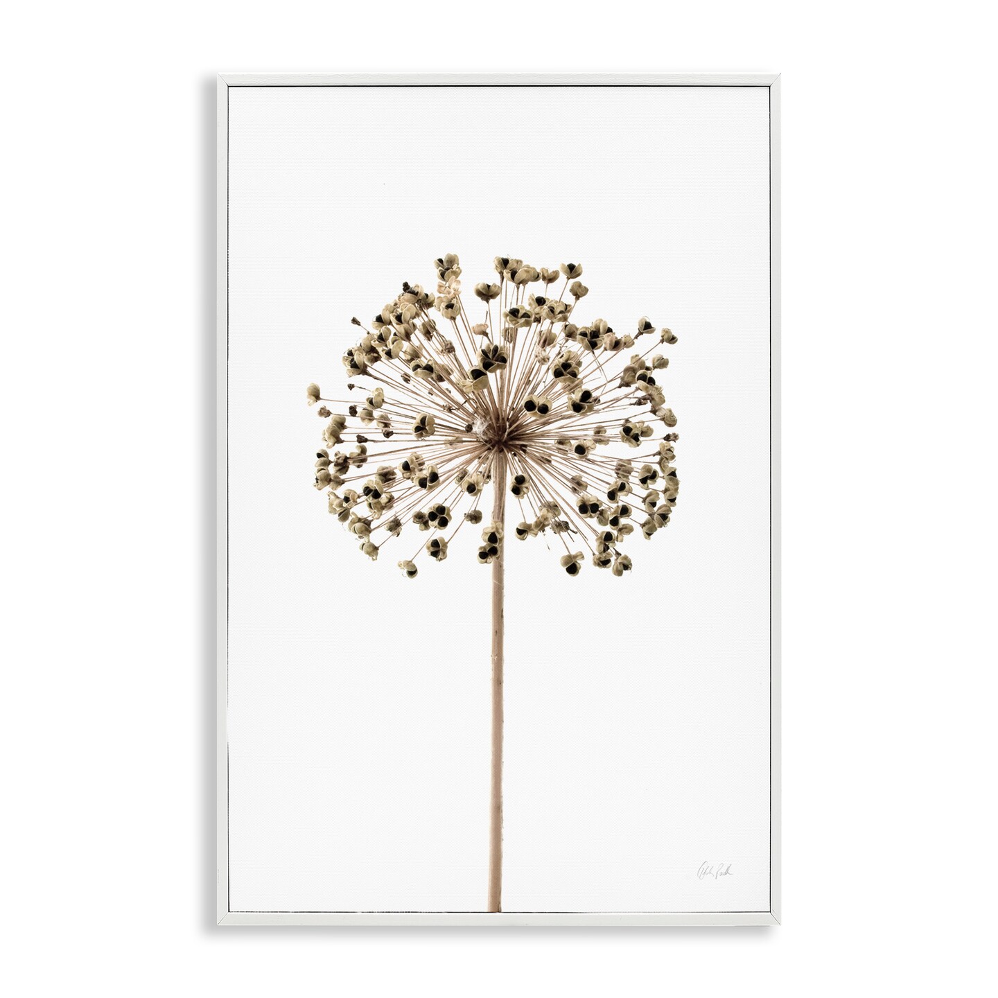 Stupell Industries Minimal Allium Bud Framed Giclee Wall Art Design by Deborah Revell