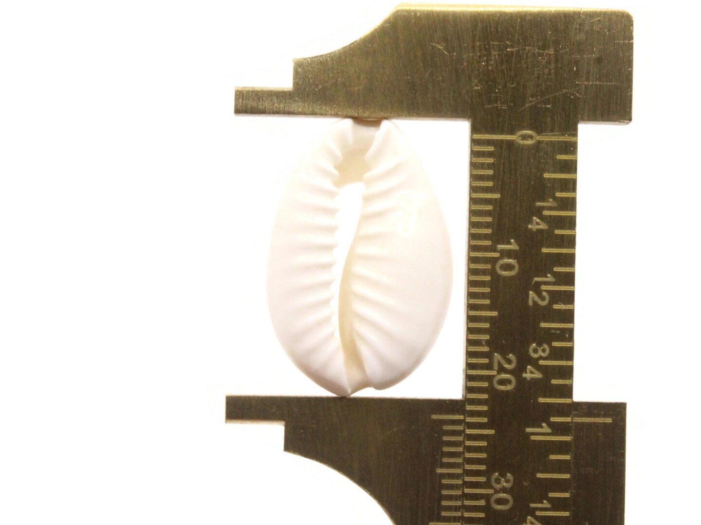 20 20mm Back Cut Cowrie Seashell Beads bK2